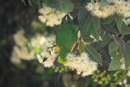 Australian birdsの写真素材