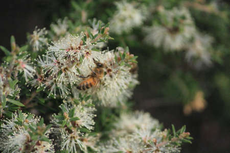 Australian white flowers and beeの写真素材