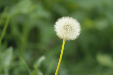 weed flowersの写真素材