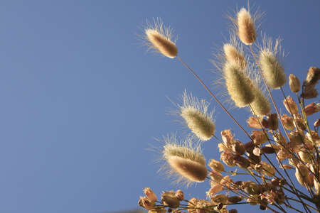 weed flowersの写真素材