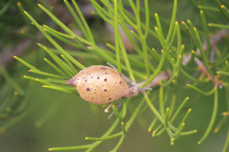 pine seedsの写真素材