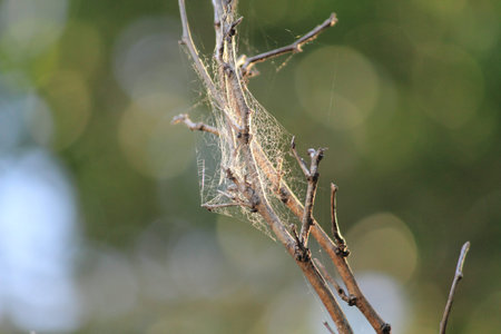 spider webs on tree branchの写真素材
