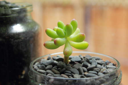 succulentの写真素材