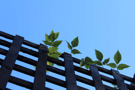 green plants on the fenceの写真素材