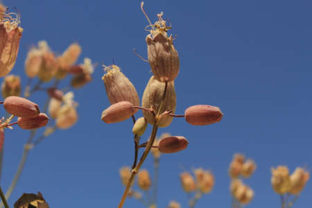 weed flowersの写真素材