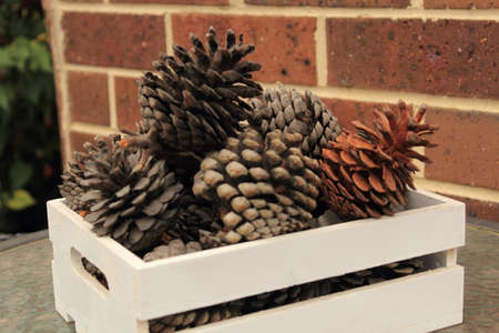 pine conesの写真素材