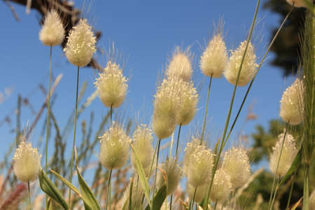 weed flowersの写真素材