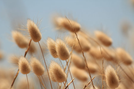 weed flowers