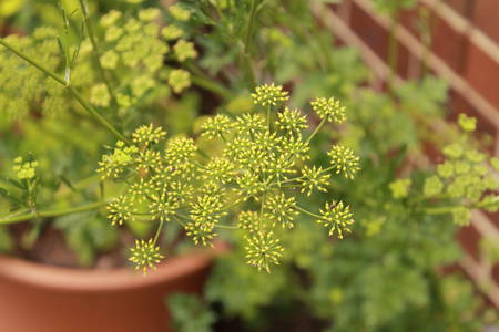 parsley flowersの写真素材