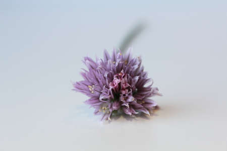 chive flowersの写真素材