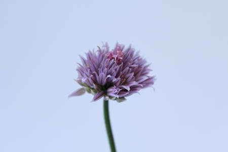 chive flowersの写真素材