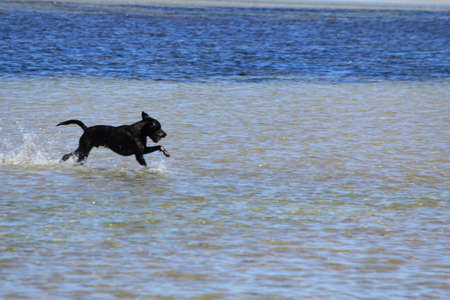 happy dogs on the beachの写真素材