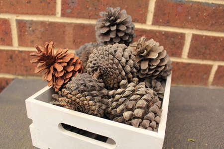 pine conesの写真素材
