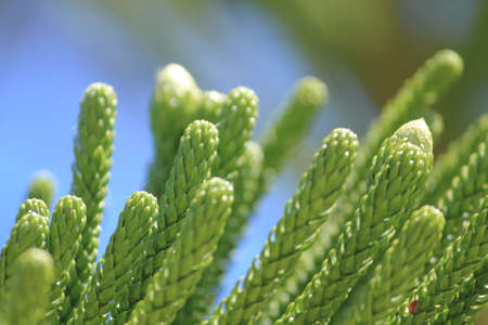 pine leavesの写真素材