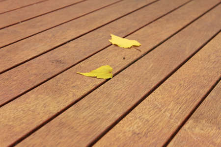 winter leavesの写真素材
