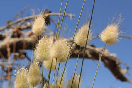 weed flowersの写真素材