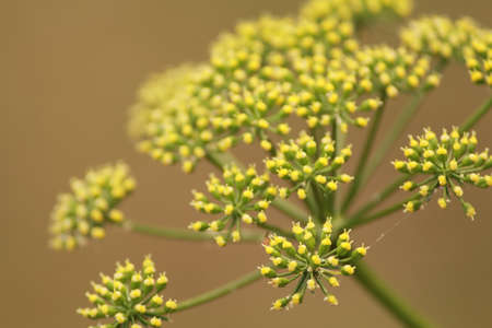 parsley flowersの写真素材
