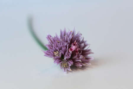 chive flowerの写真素材