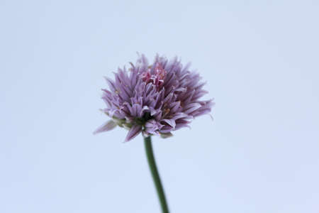 chive flowerの写真素材