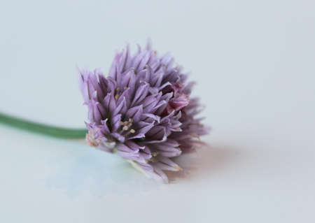 chives flowersの写真素材