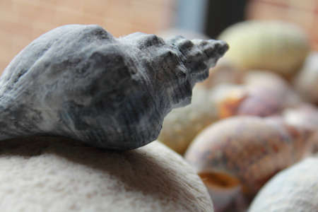 sea shellsの写真素材