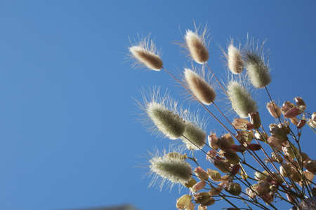 weed flowersの写真素材