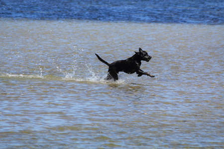 happy dogの写真素材