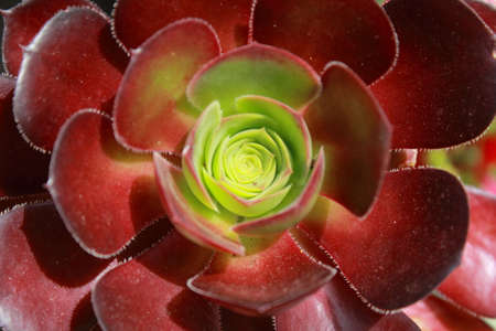 succulentの写真素材