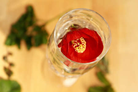 red flower in the glassの写真素材