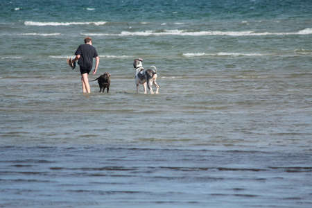 happy dogsの写真素材