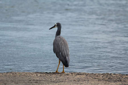 Australian birdsの写真素材