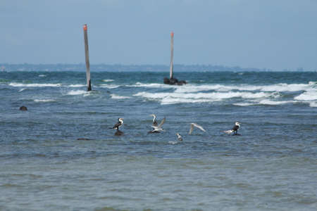 Australian birdsの写真素材