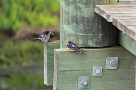 Australian birdsの写真素材