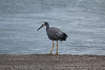 Australian birdsの写真素材