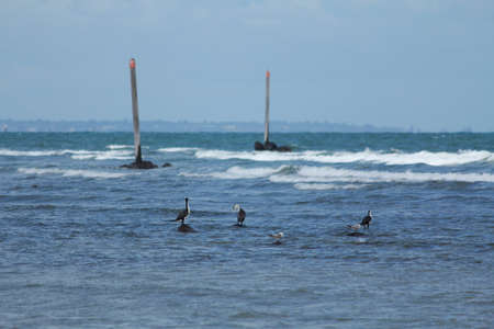 Australian birdsの写真素材