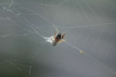 bee on spider websの写真素材
