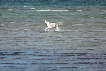 happy dog on the beachの写真素材