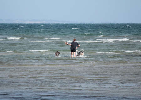 happy pets on the beachの写真素材