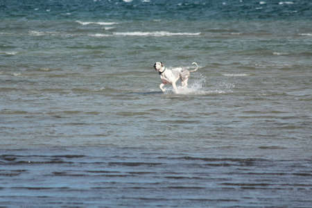 happy dog on the beachの写真素材