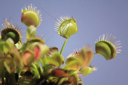 venus fly trapの写真素材