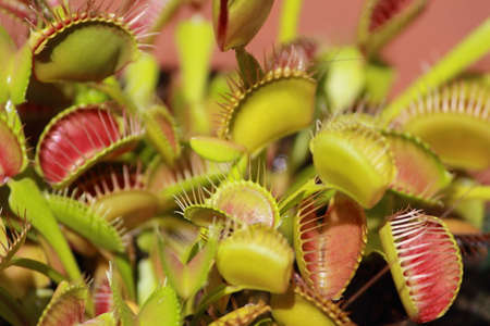 venus fly trapの写真素材