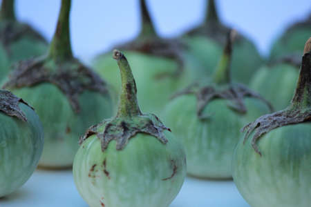 eggplantの写真素材