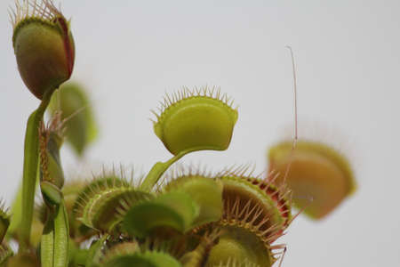 venus fly trapの写真素材