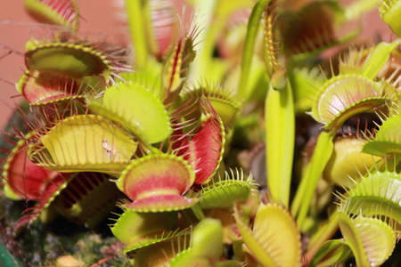 venus fly trapの写真素材