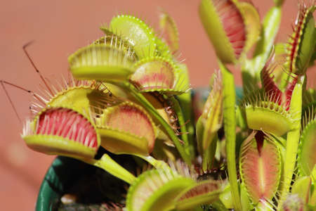 venus fly trapの写真素材