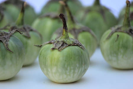 eggplantの写真素材