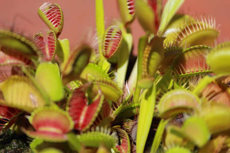 venus fly trapの写真素材