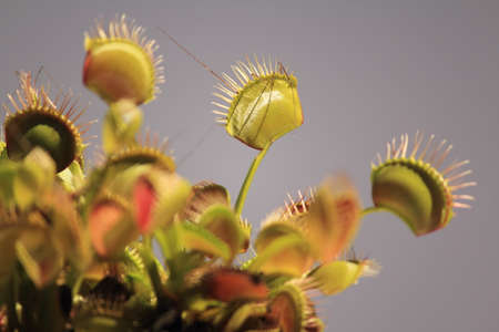 venus fly trapの写真素材