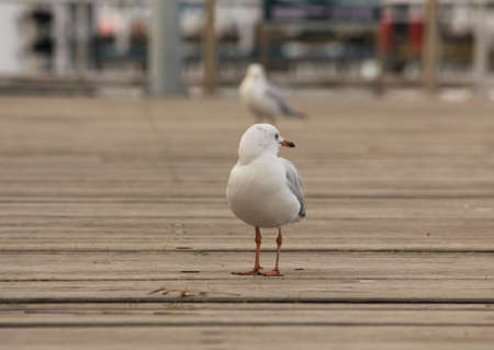 seagullsの写真素材