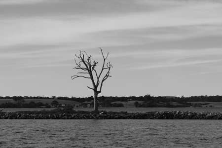 tree in the lakeの写真素材